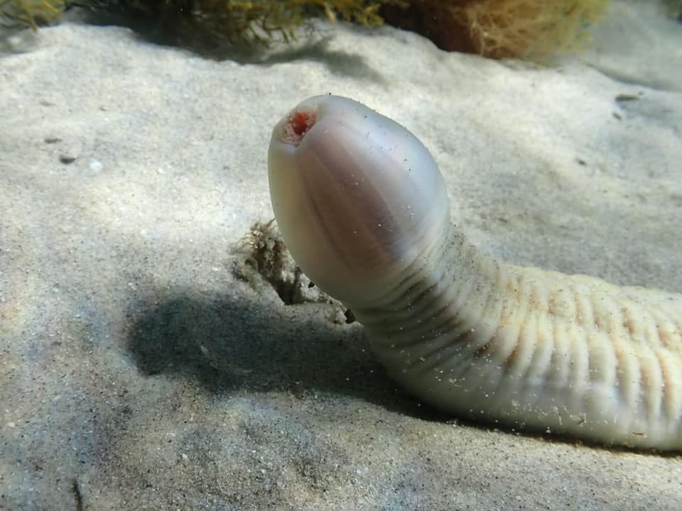 penisový červ