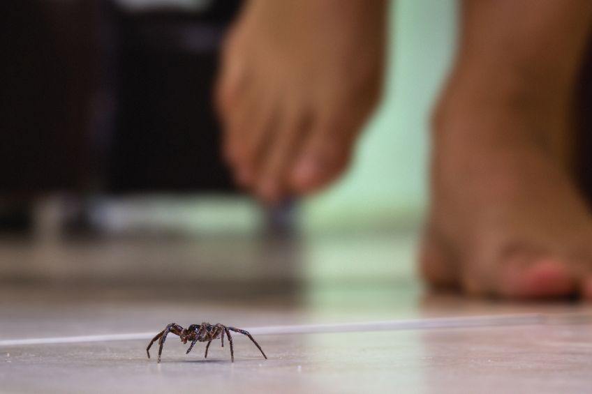 Pavouk v byte