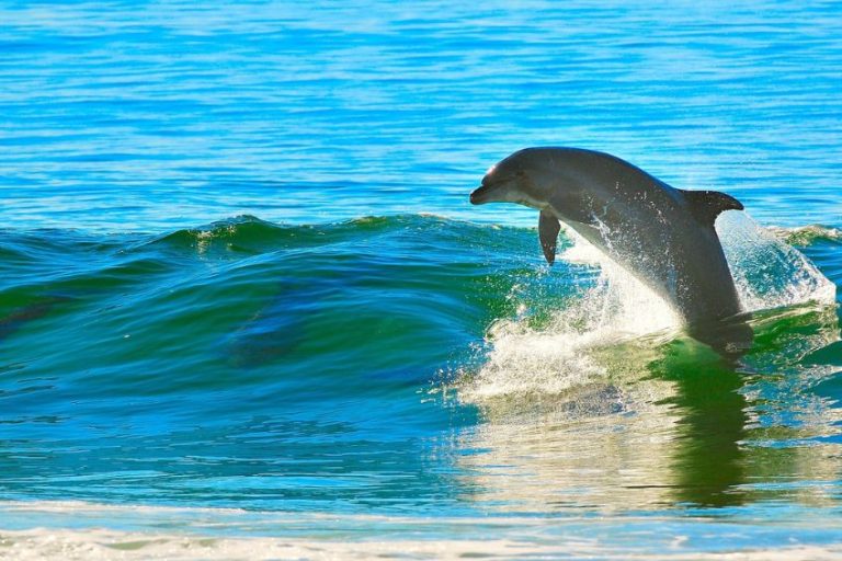 Delfin